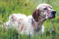 Setter Anglais VOLF DE CAZAOUS Setter Anglais VOLF DE CAZAOUS